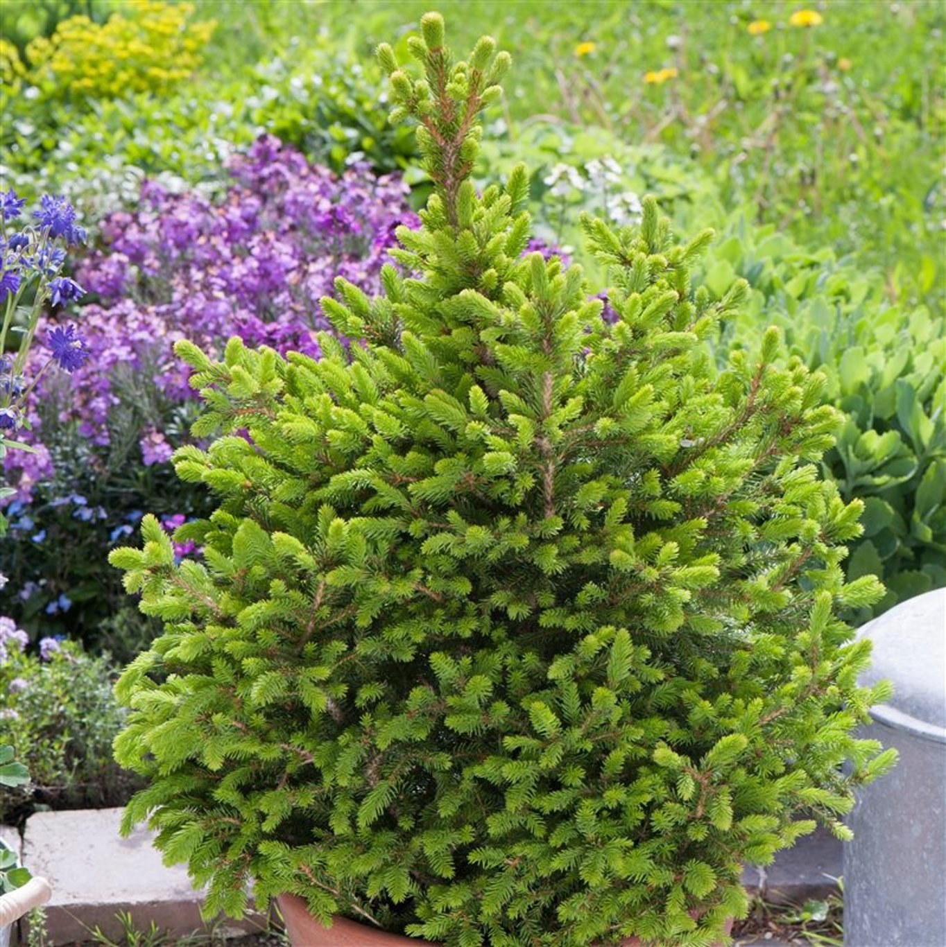 Picea a. 'Will's Zwerg' - C3 30-40 CM